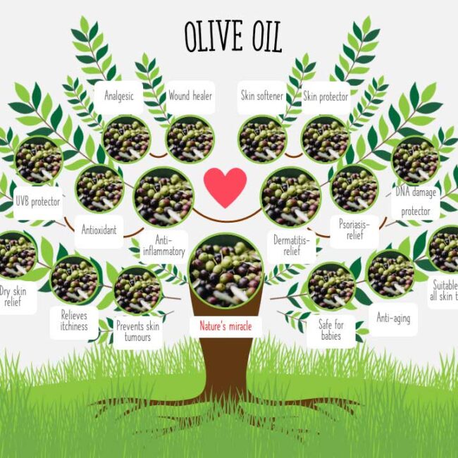Tree of Olive Oil